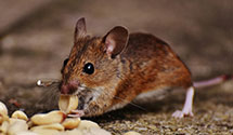 24 Hour & Emergency Exterminators in Lake Camelot, IL